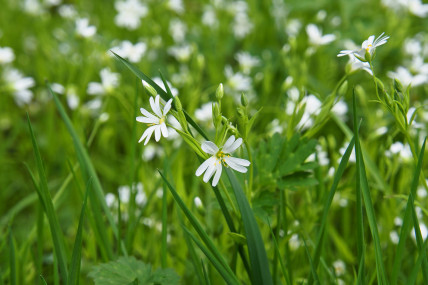 The flowers are beautiful