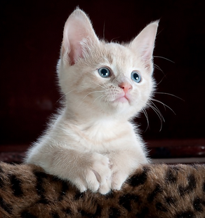 A cat sitting on the sofa