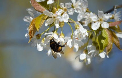 Beautiful flowers with bees inside