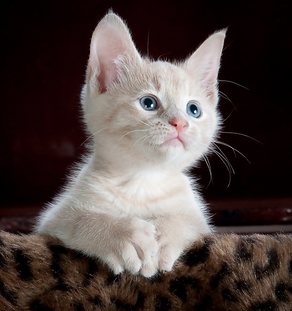 Cats in Islam